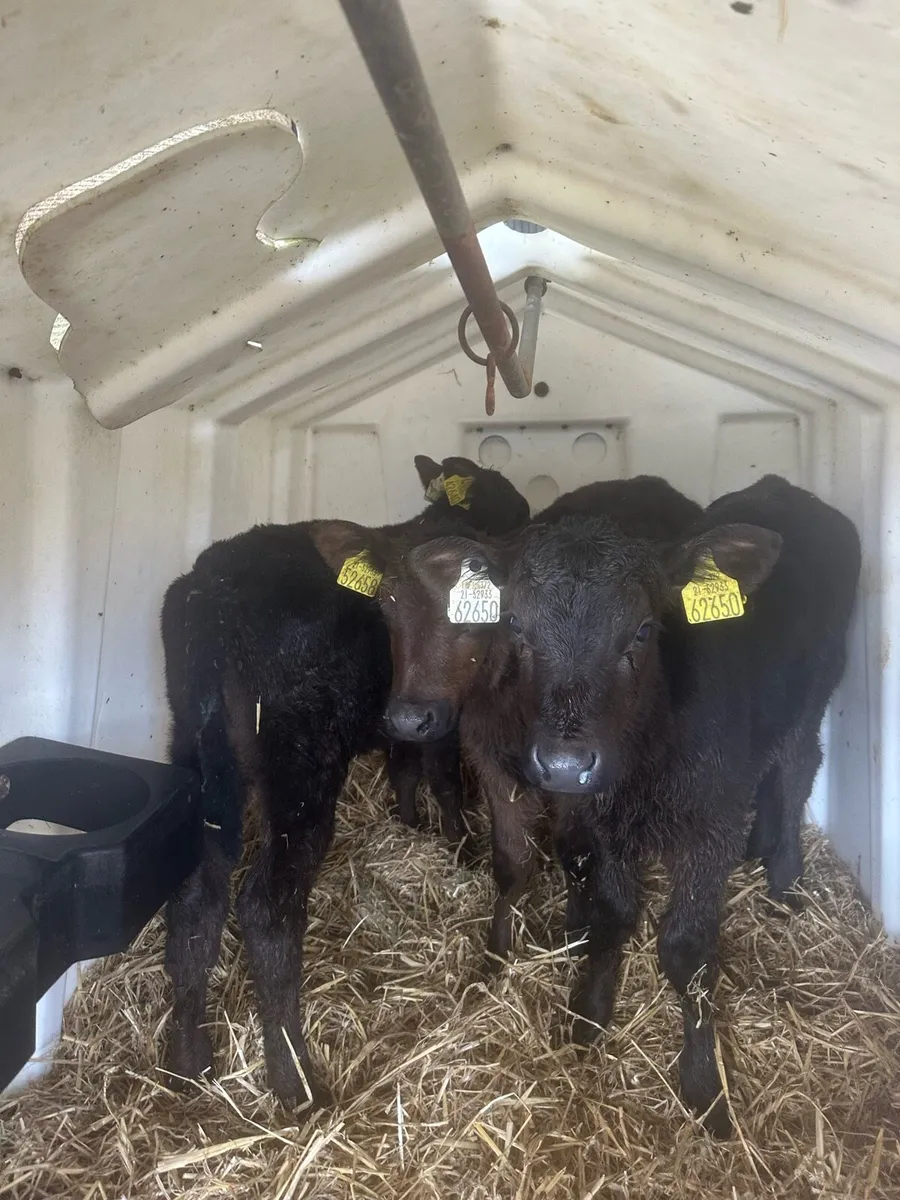 3 super Angus heifers - Image 3