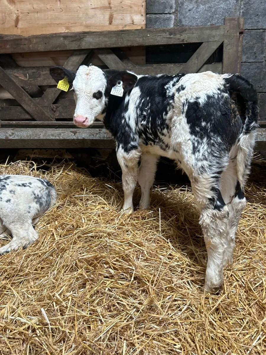 Show quality BB heifer and bull calf - Image 1