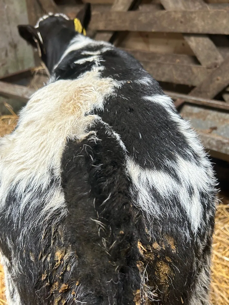 Show quality BB heifer and bull calf - Image 3