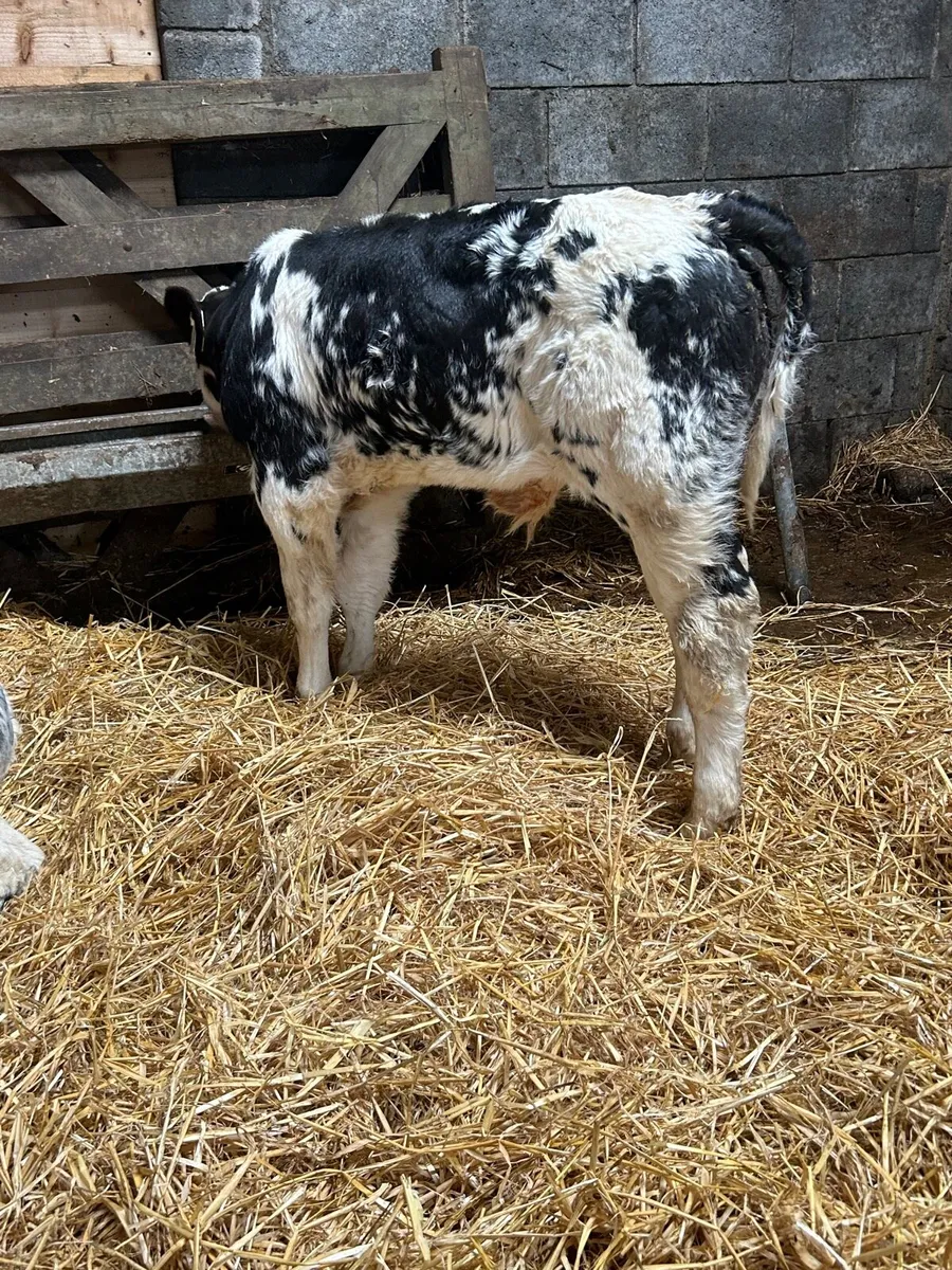 Show quality BB heifer and bull calf - Image 4