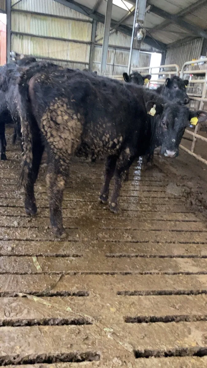 Angus heifers for sale - Image 1