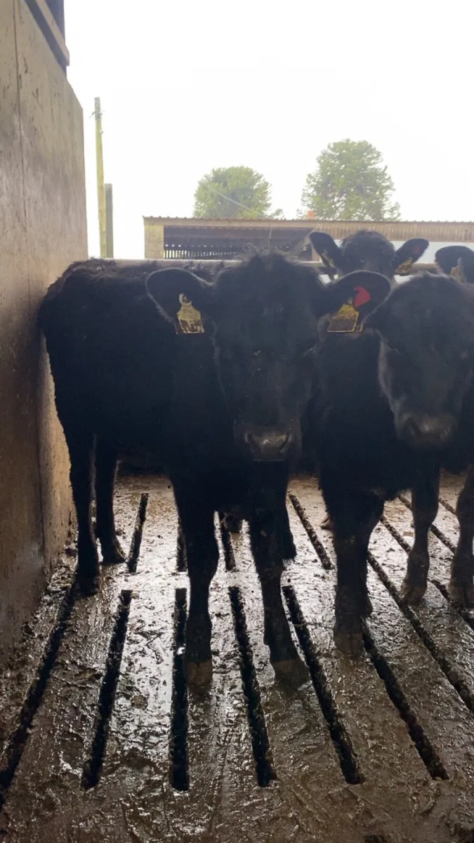 Angus heifers for sale - Image 2