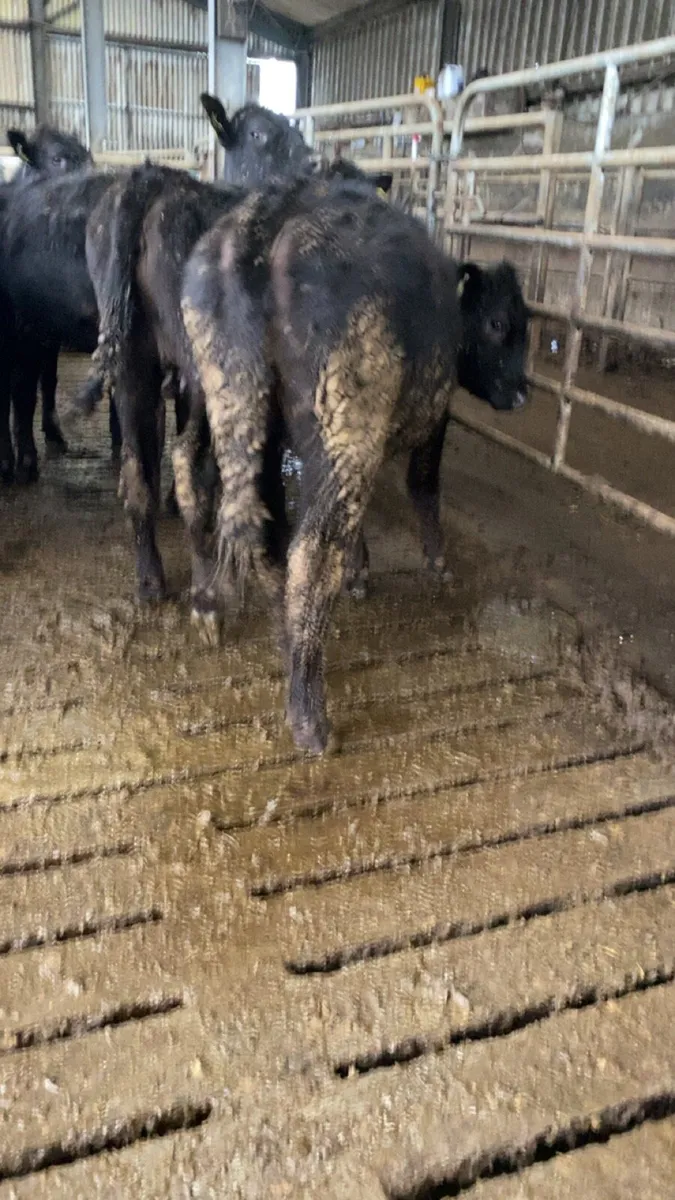 Angus heifers for sale - Image 4