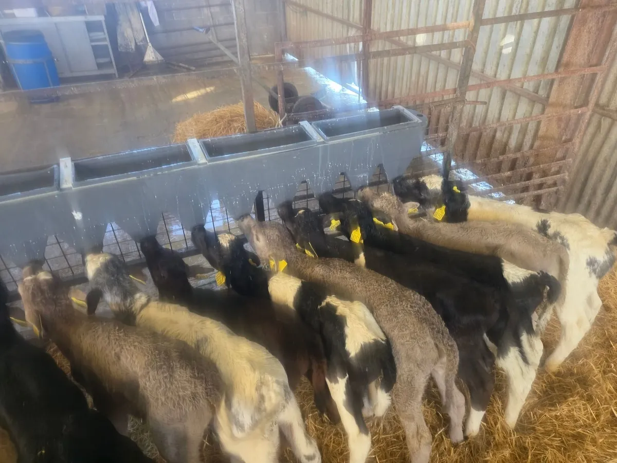 Calves for sale - Image 3
