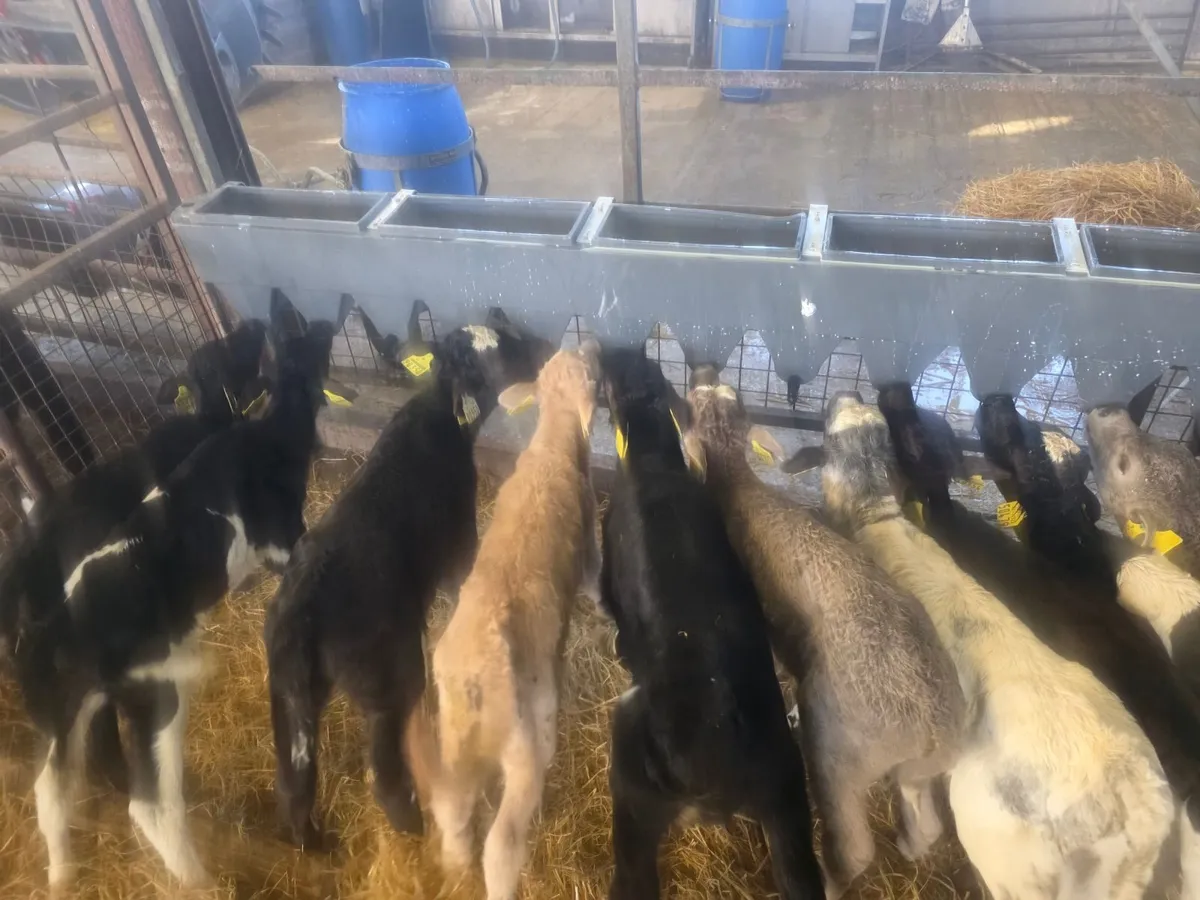 Calves for sale - Image 4