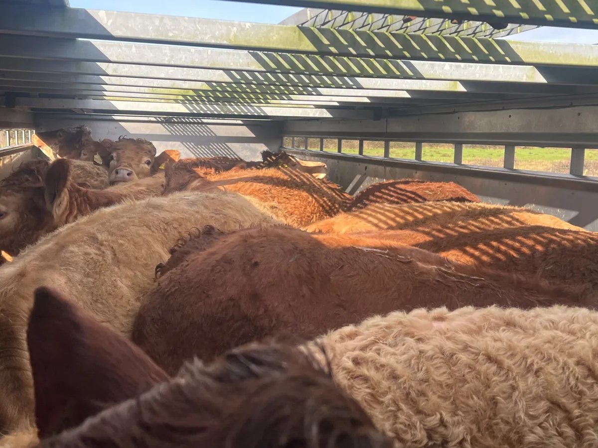 Better Value than a Bull Weanling ? - Image 3