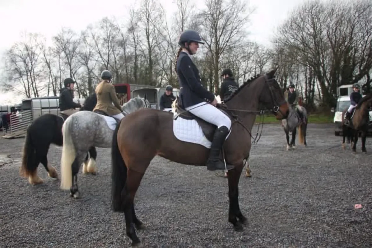 Lot 32 Cavan sales Thursday 26th - Image 2