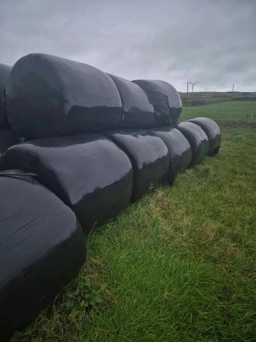 Silage - Image 4