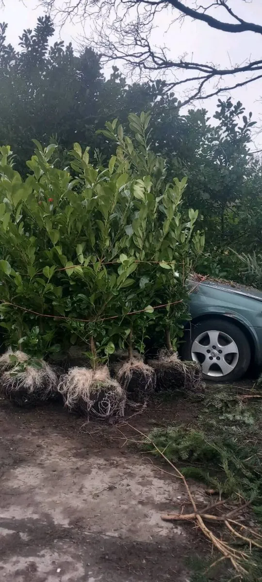 Mature laurel - Image 1