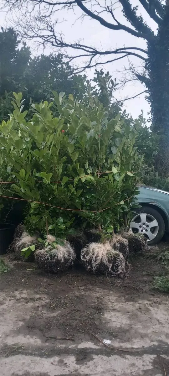 Mature laurel - Image 2