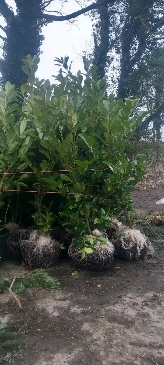 Mature laurel - Image 3