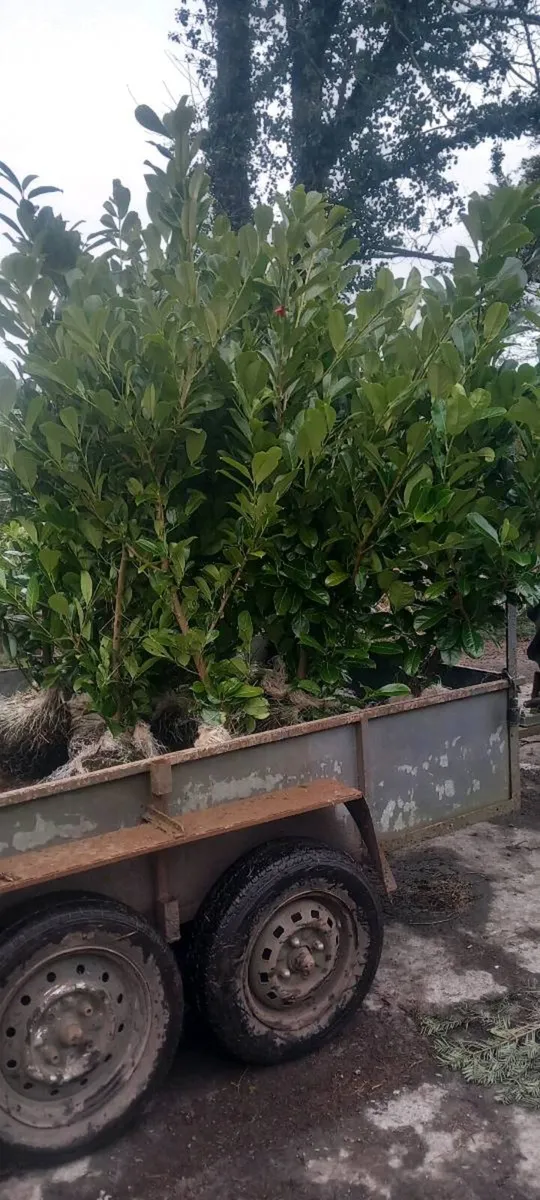 Mature laurel - Image 4