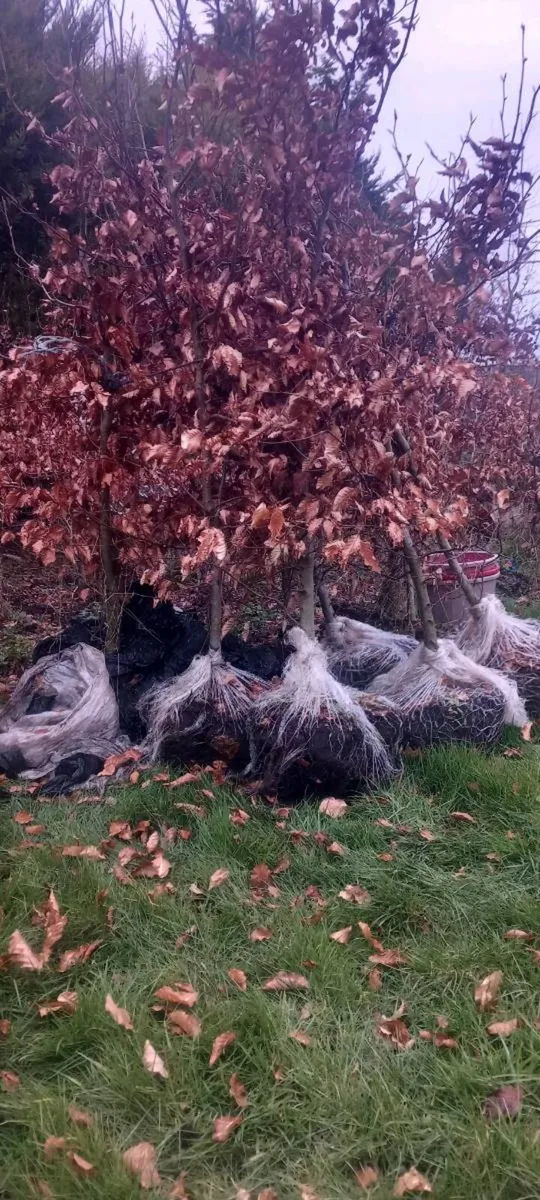 Mature copper beech - Image 1