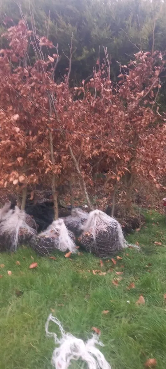 Mature copper beech - Image 2