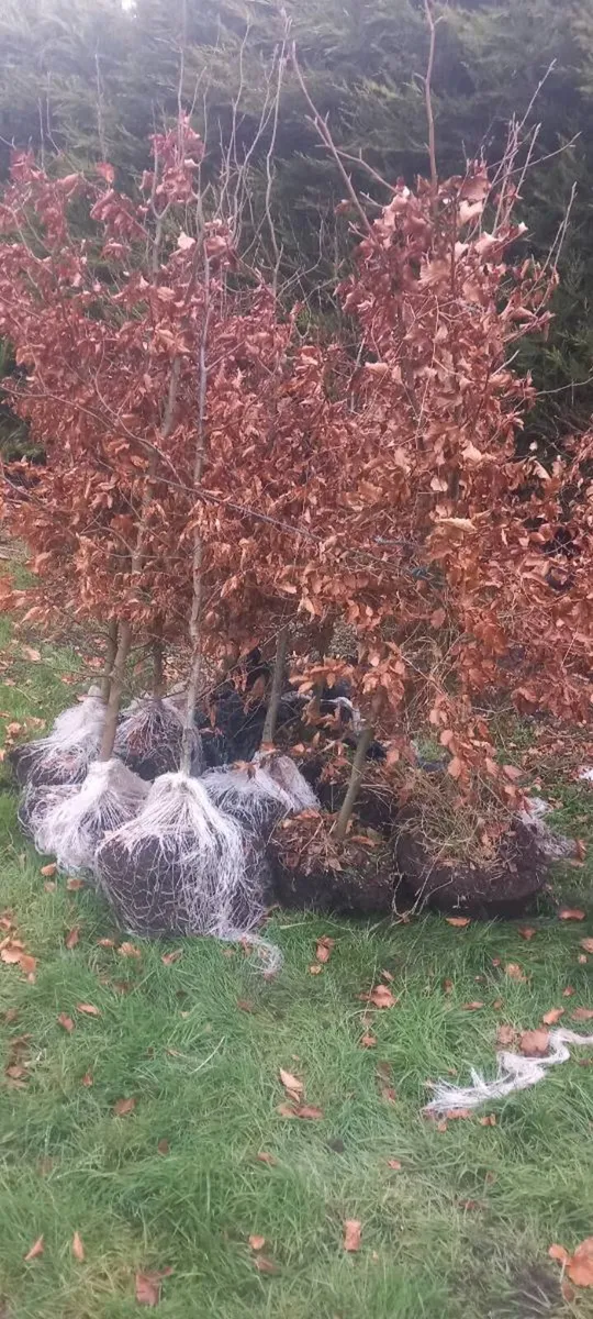 Mature copper beech - Image 3