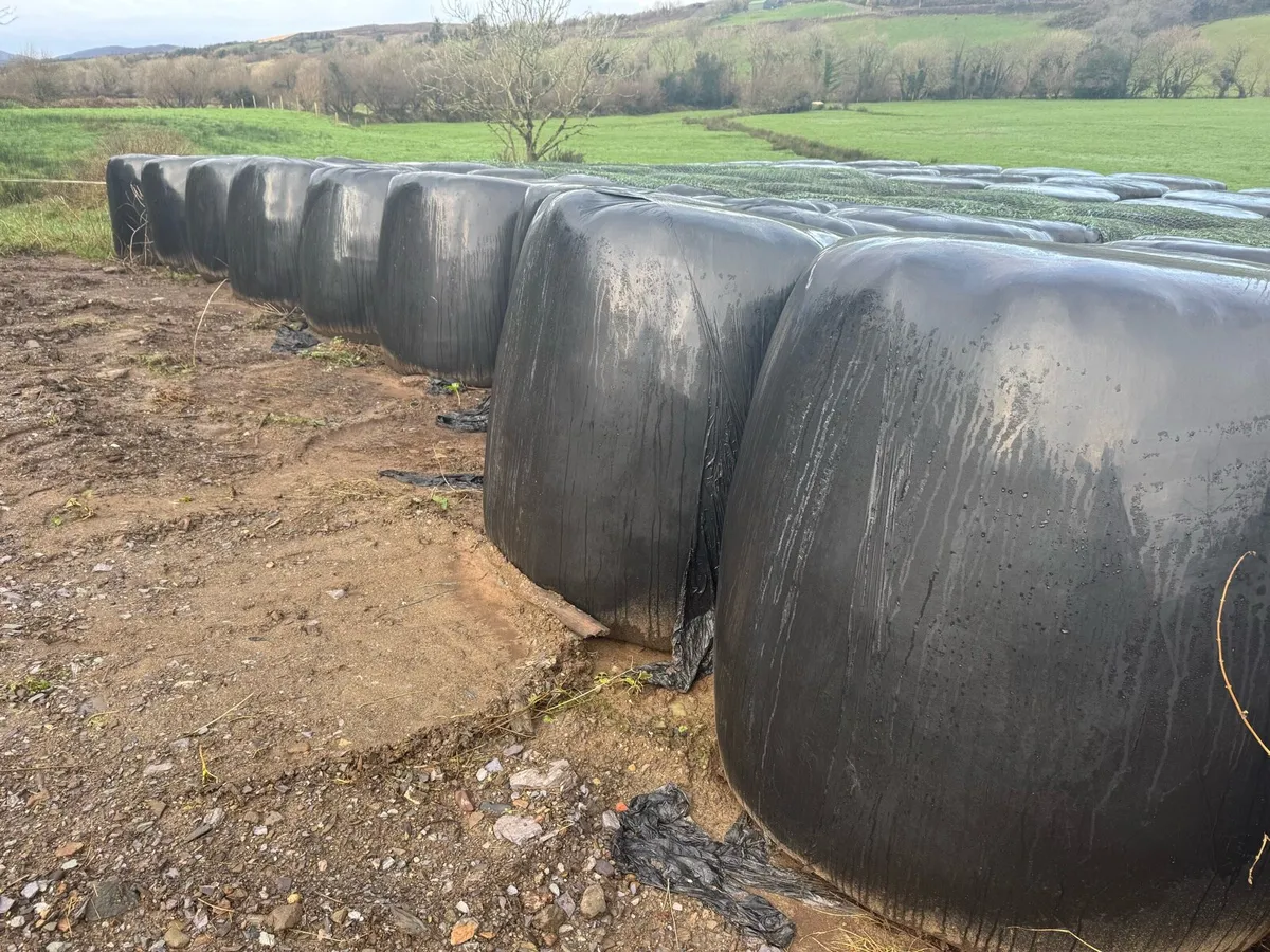 Silage Bales - Image 2