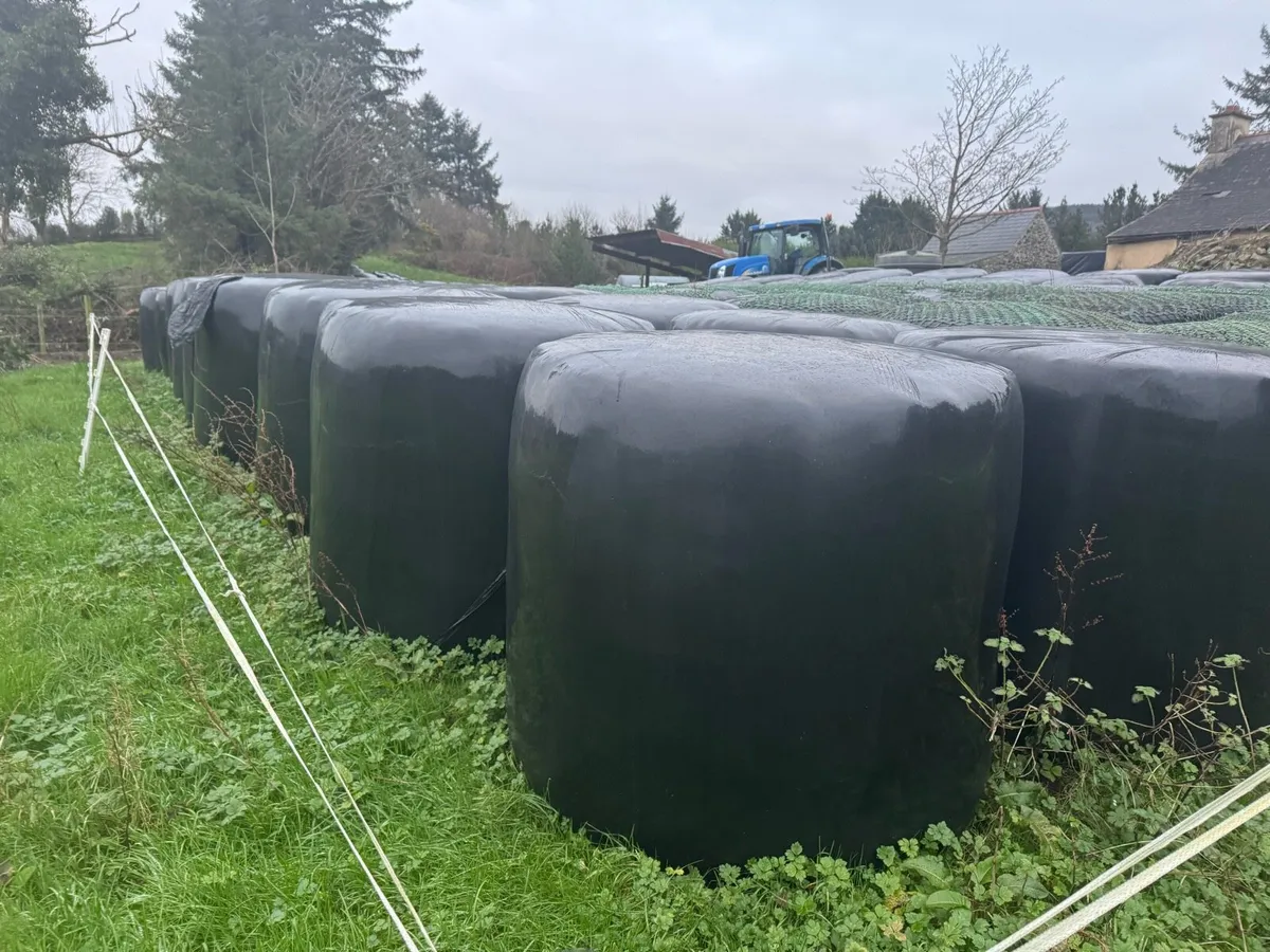 Silage Bales - Image 4
