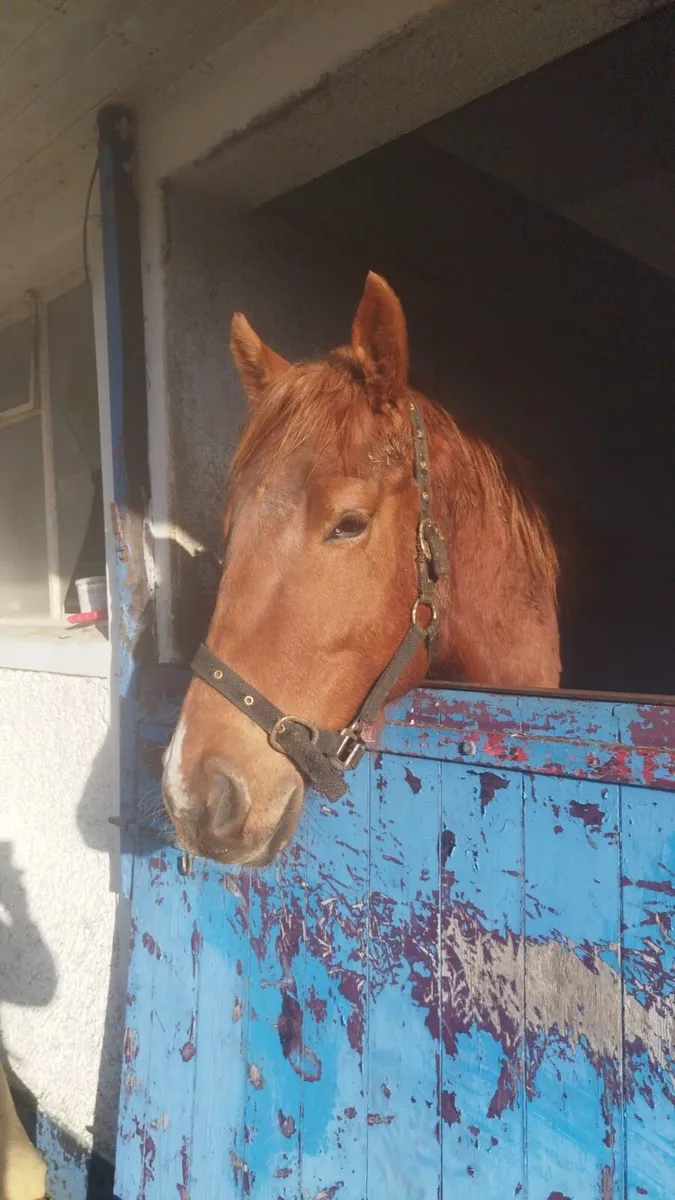 3yr old Thoroughbred Colt for Sale