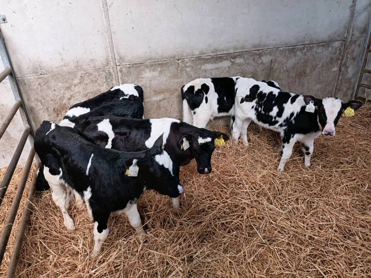 8 FRIESEN BULL CALVES FOR SALE - Image 2