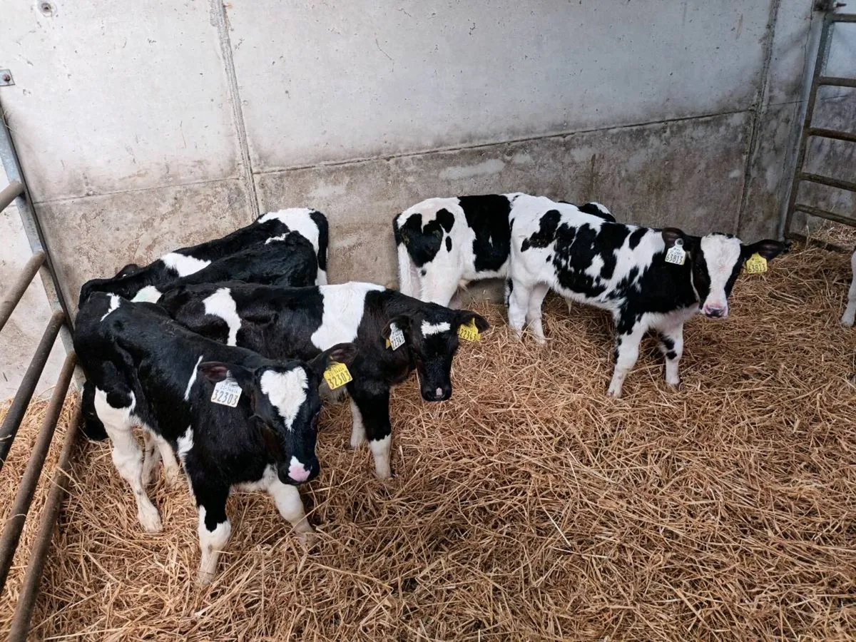 8 FRIESEN BULL CALVES FOR SALE - Image 1
