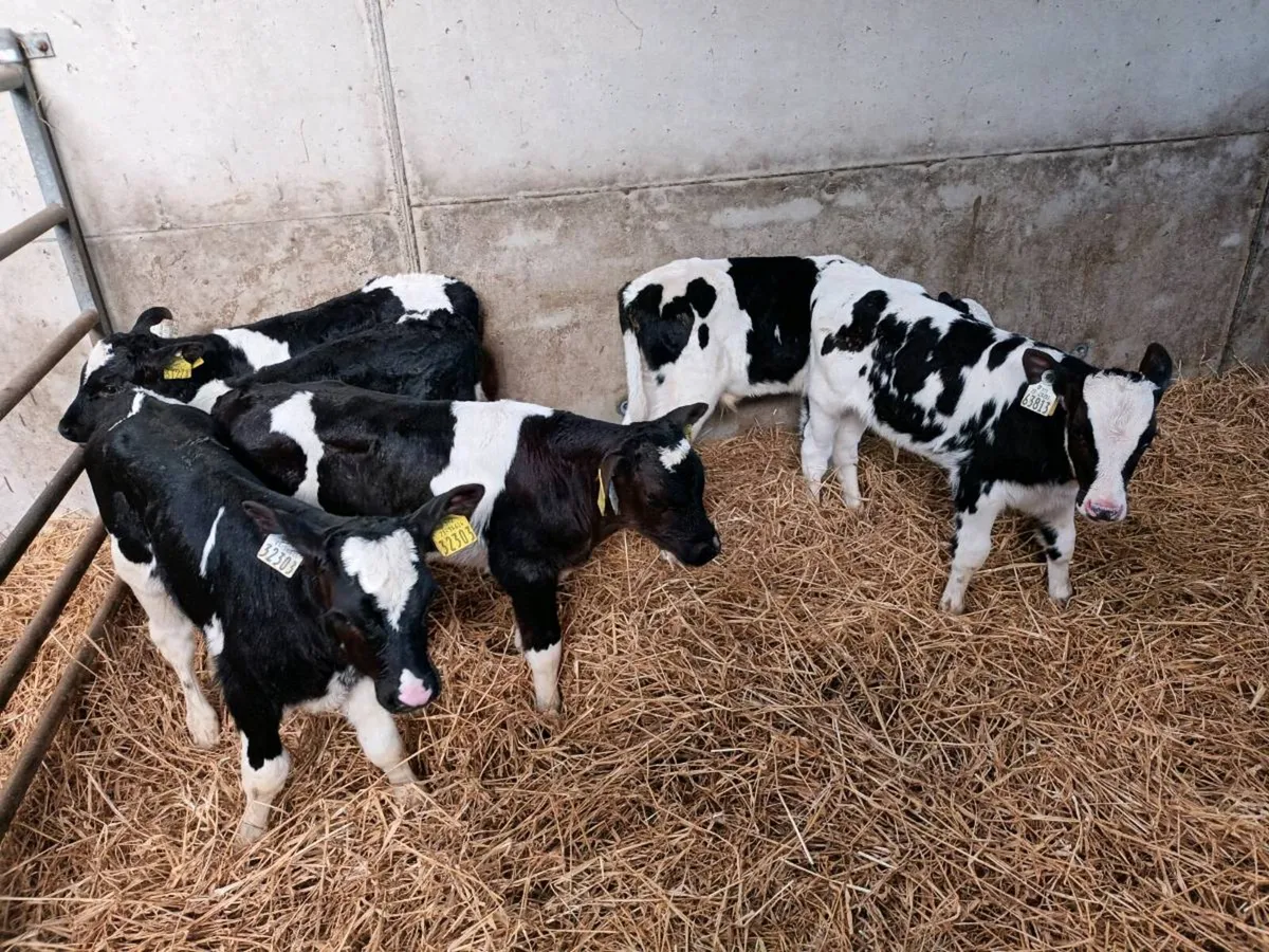 8 FRIESEN BULL CALVES FOR SALE - Image 3