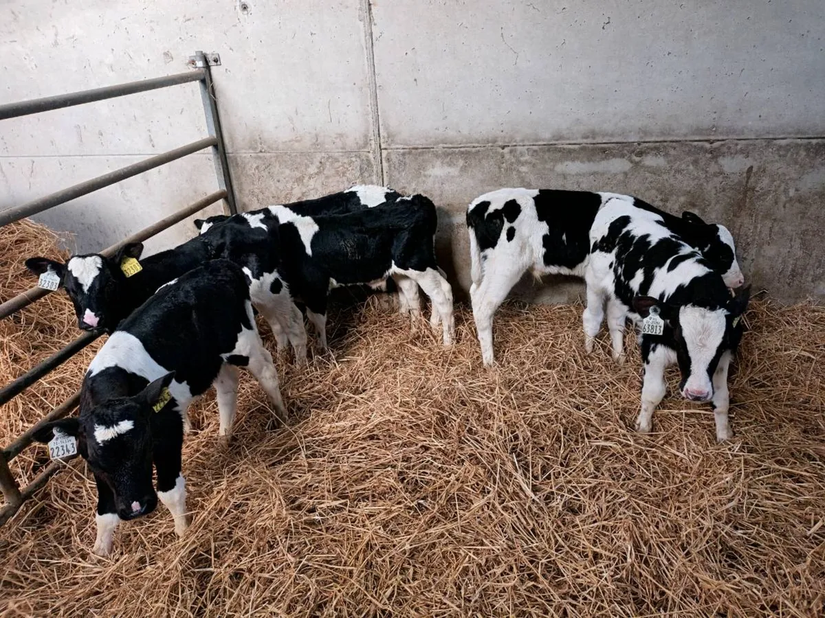 8 FRIESEN BULL CALVES FOR SALE - Image 4