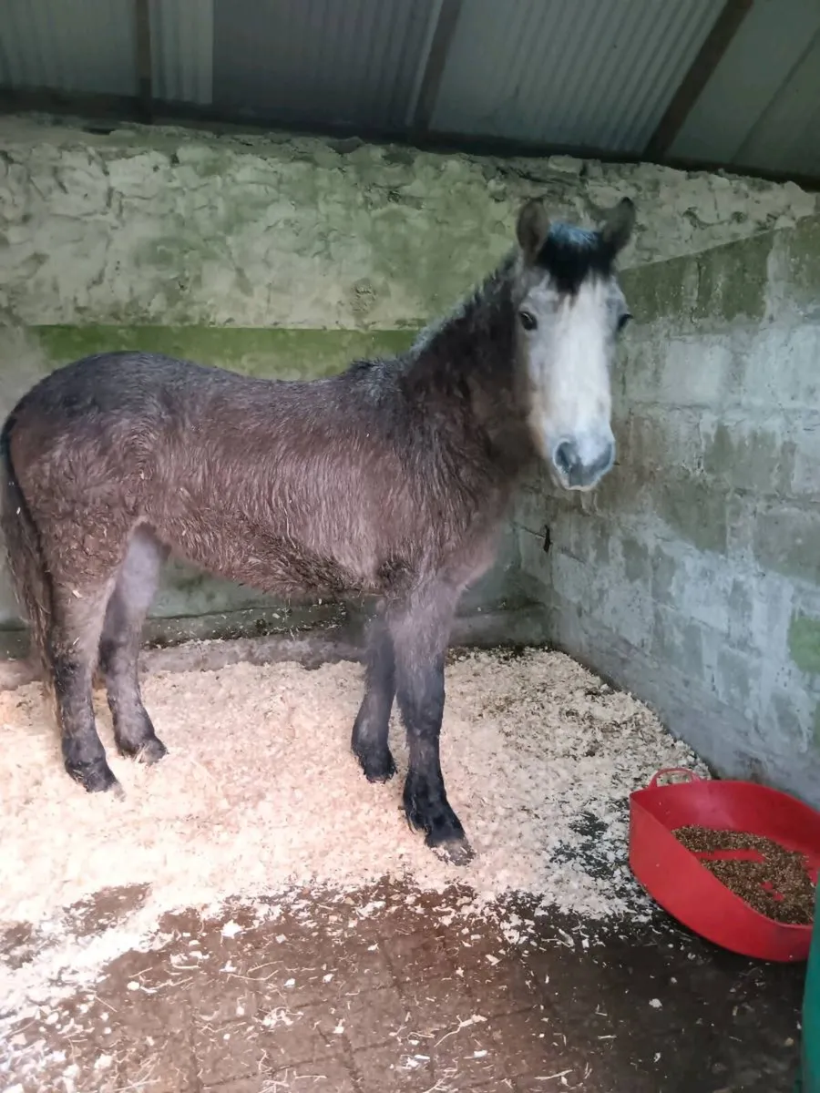 2yr old Connemara filly - Image 2