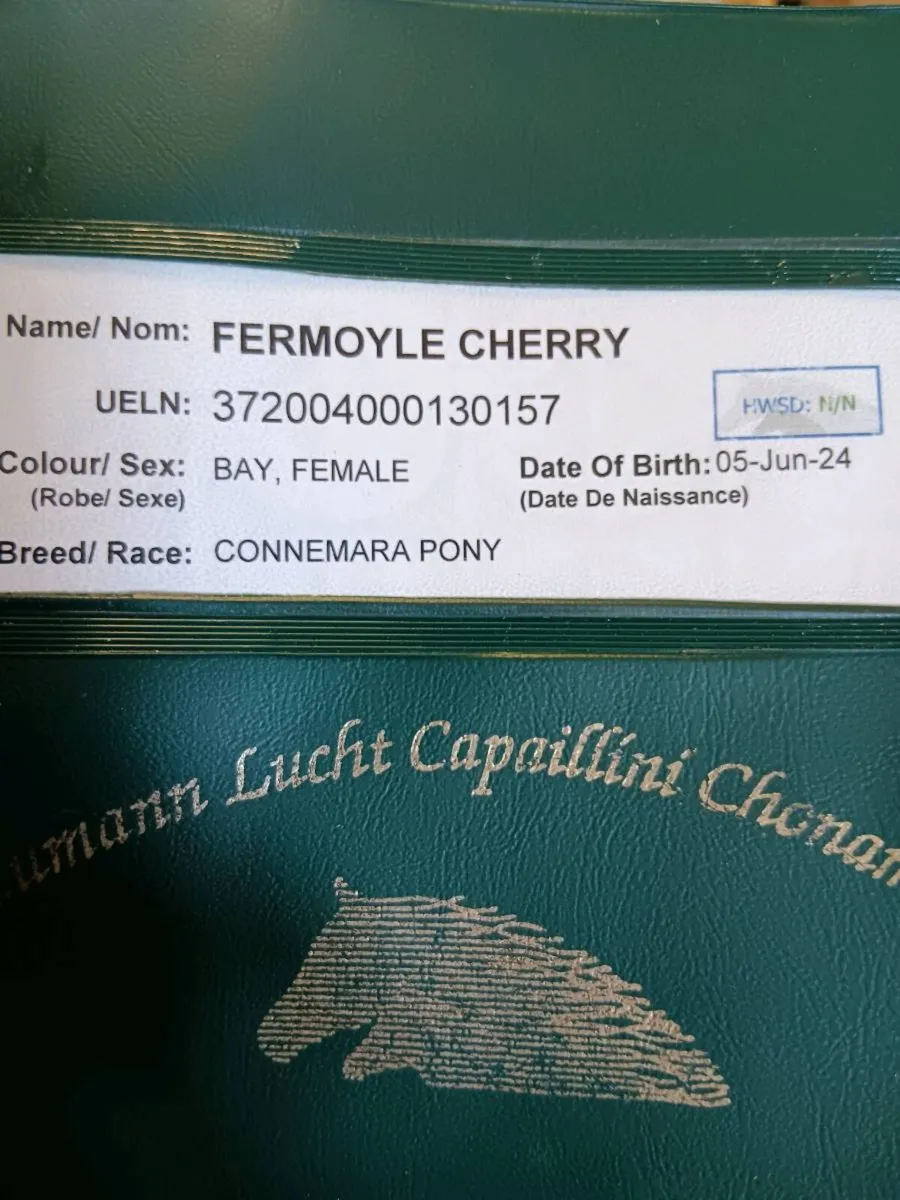 2yr old Connemara filly - Image 3