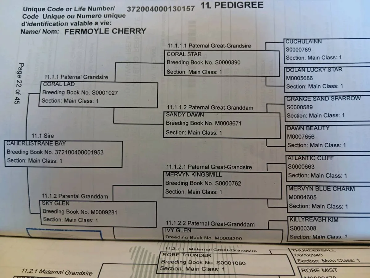2yr old Connemara filly - Image 4