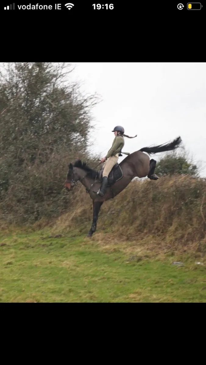 Lot 32 Cavan sales Thursday 26th - Image 3