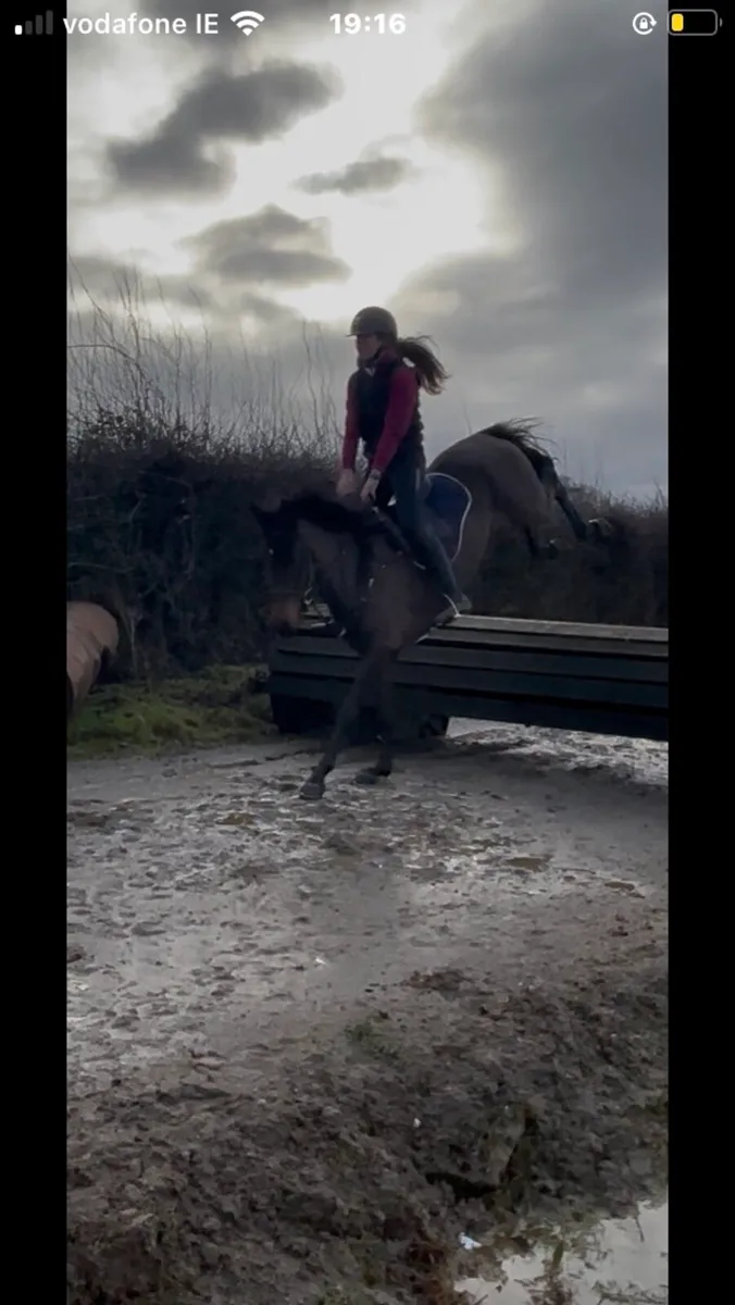 Lot 32 Cavan sales Thursday 26th - Image 4