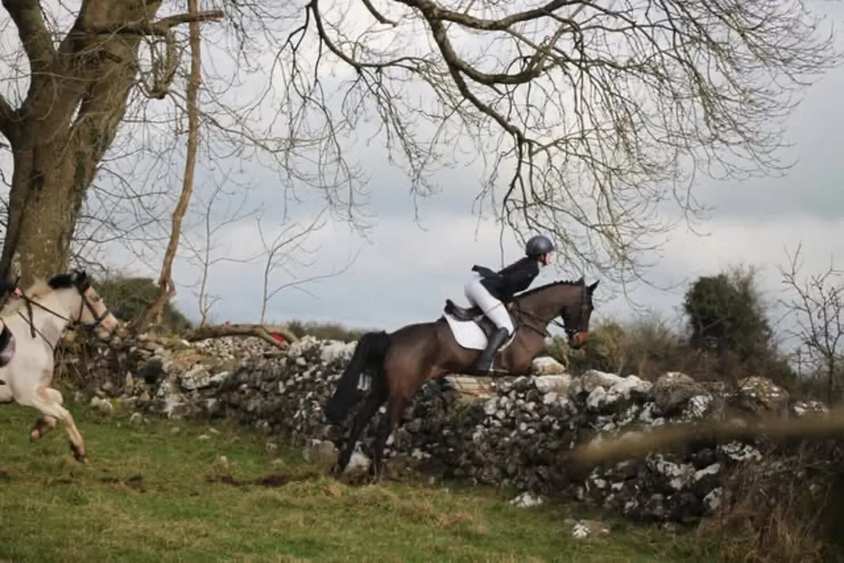 Lot 32 Cavan sales Thursday 26th - Image 1