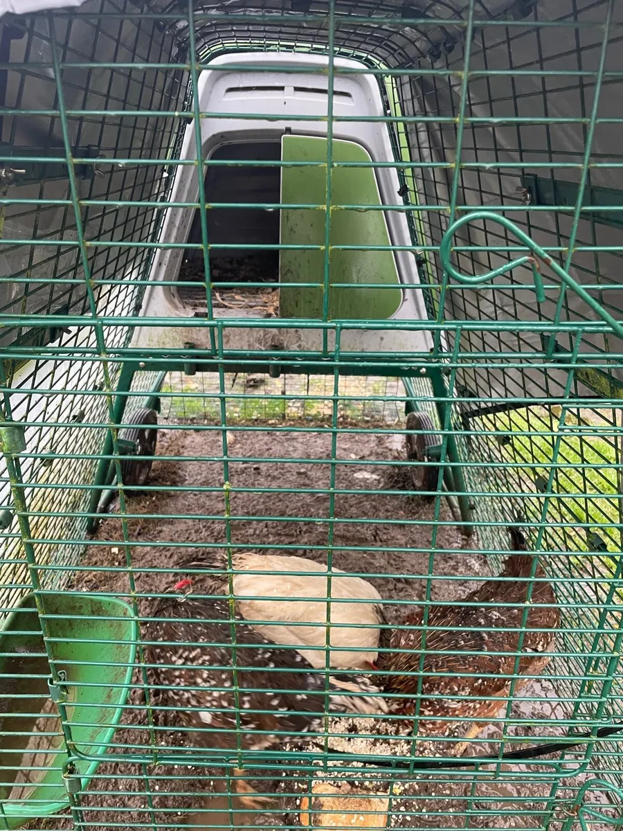 Omlet Chicken coop and three chickens. - Image 3