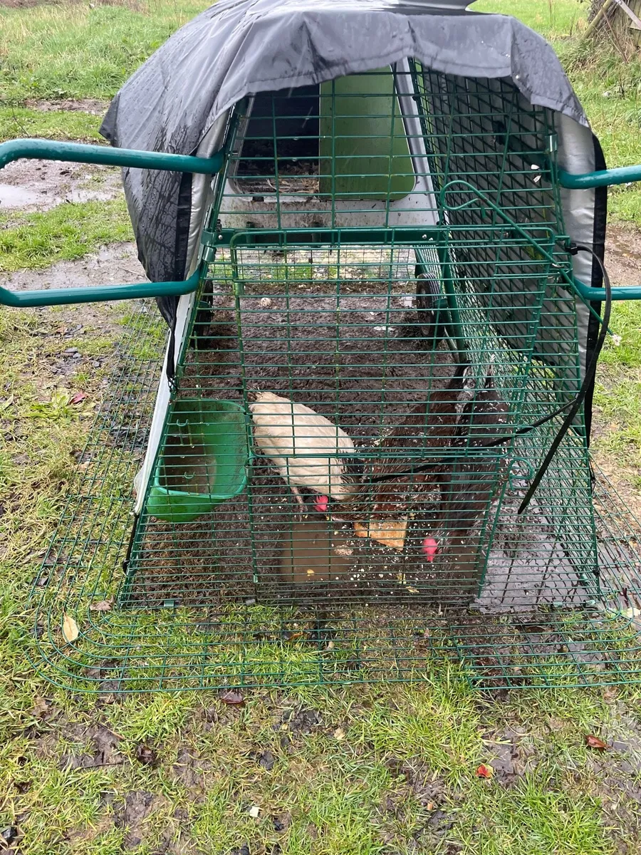 Omlet Chicken coop and three chickens. - Image 4