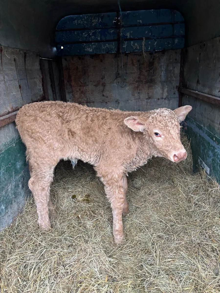 Super Charolais heifer calf. Suckler bred - Image 2