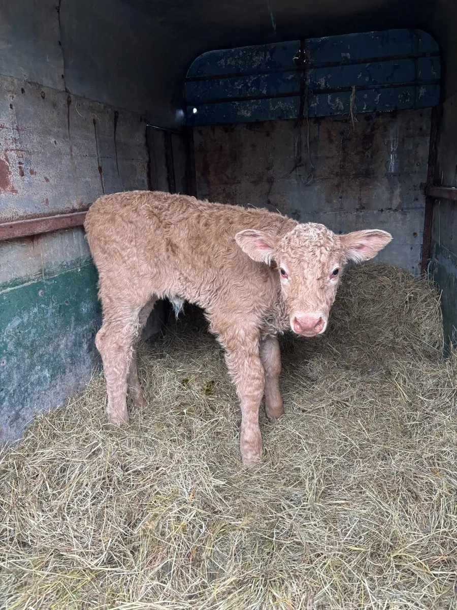Super Charolais heifer calf. Suckler bred - Image 3