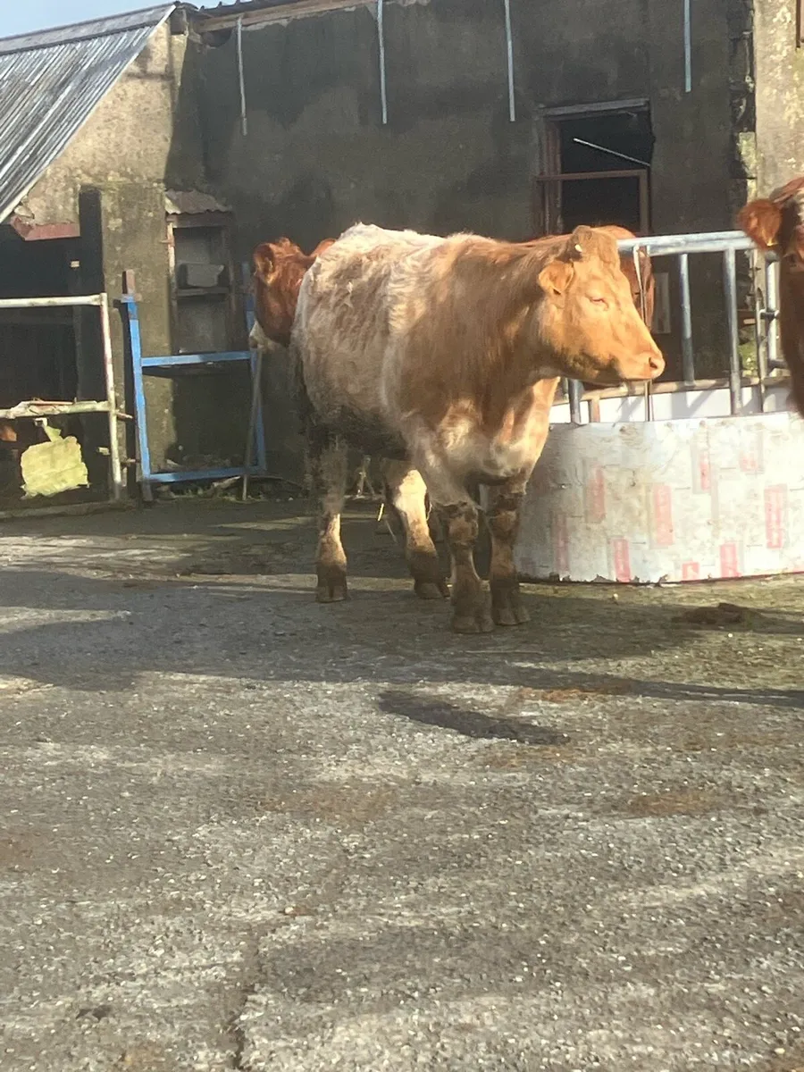 In calf Heifers - Image 2