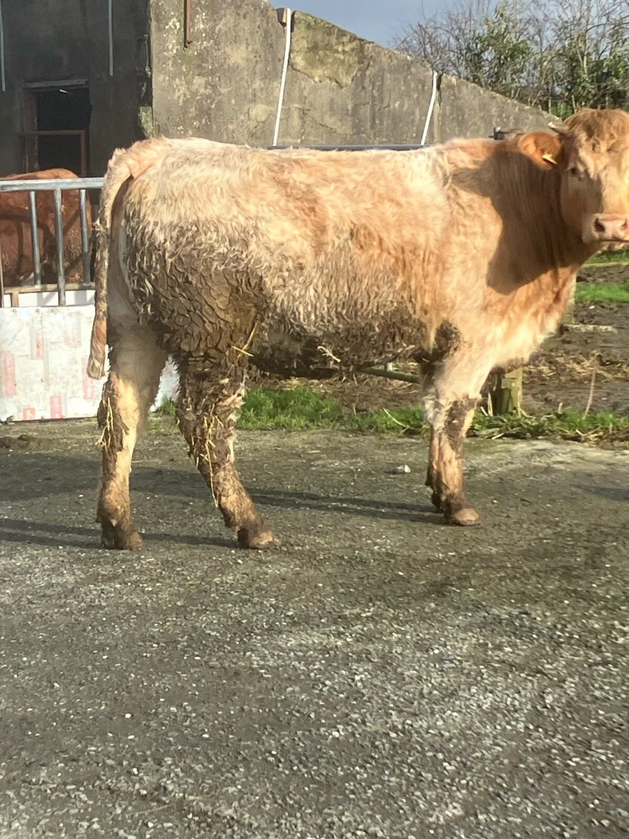 In calf Heifers - Image 3