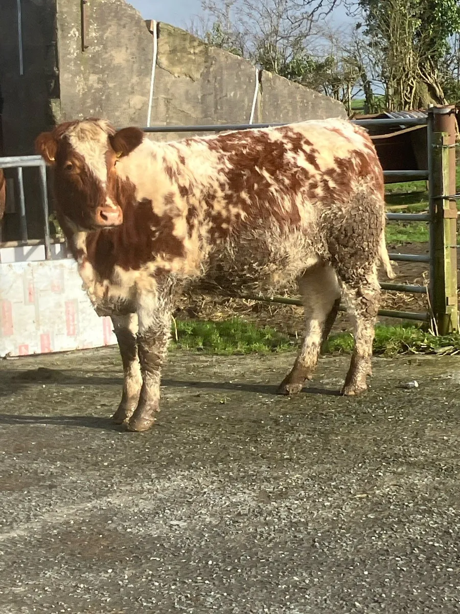 In calf Heifers - Image 4