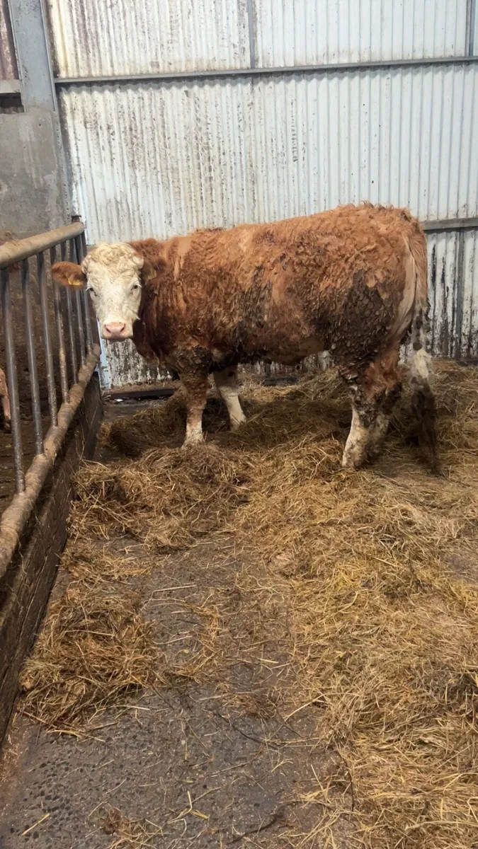 Simmental breeding heifer - Image 1