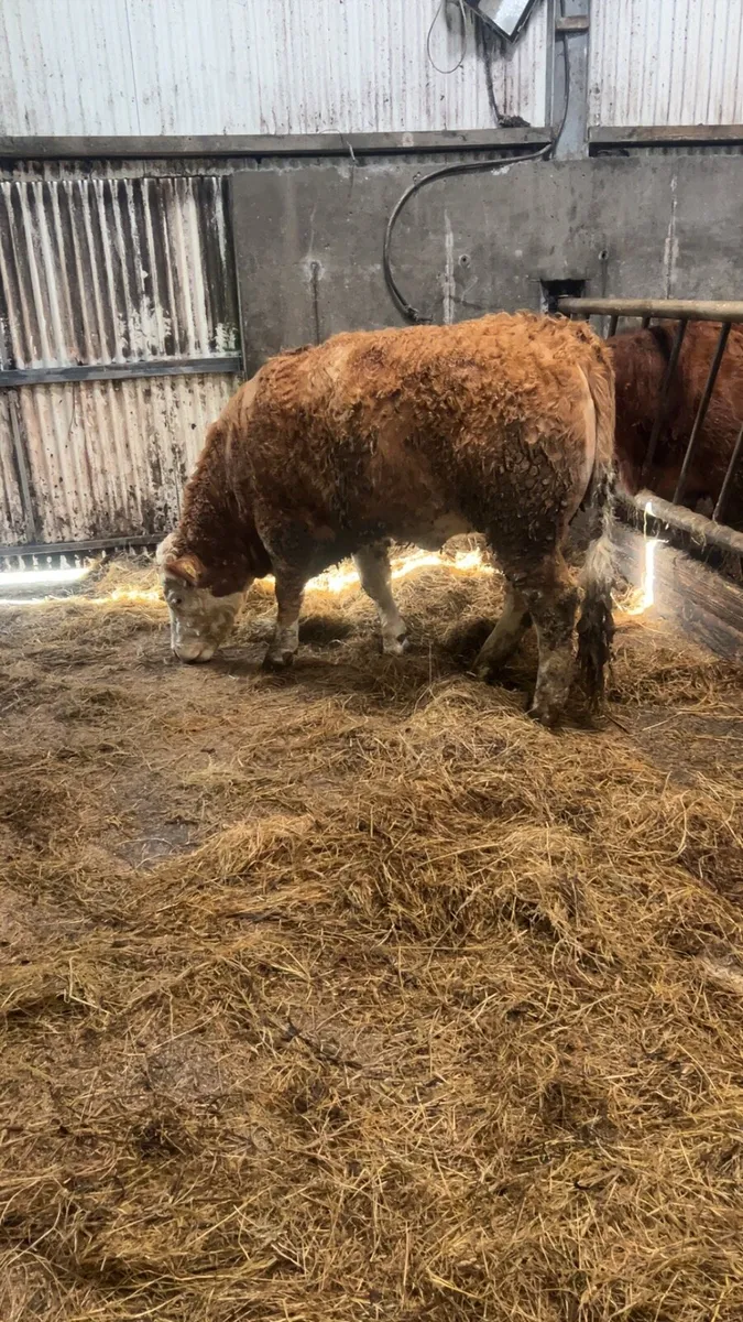 Simmental breeding heifer - Image 2