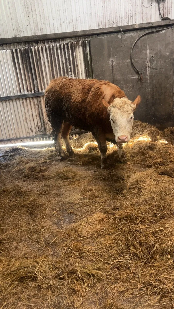 Simmental breeding heifer - Image 3