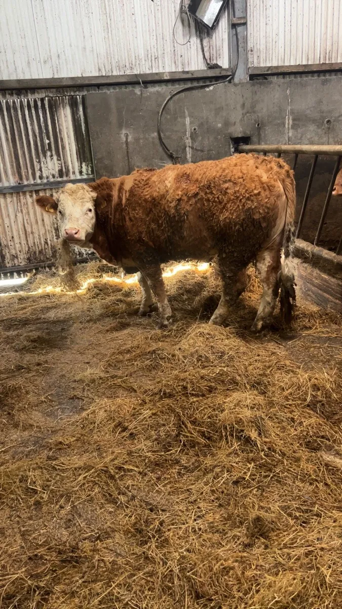 Simmental breeding heifer - Image 4