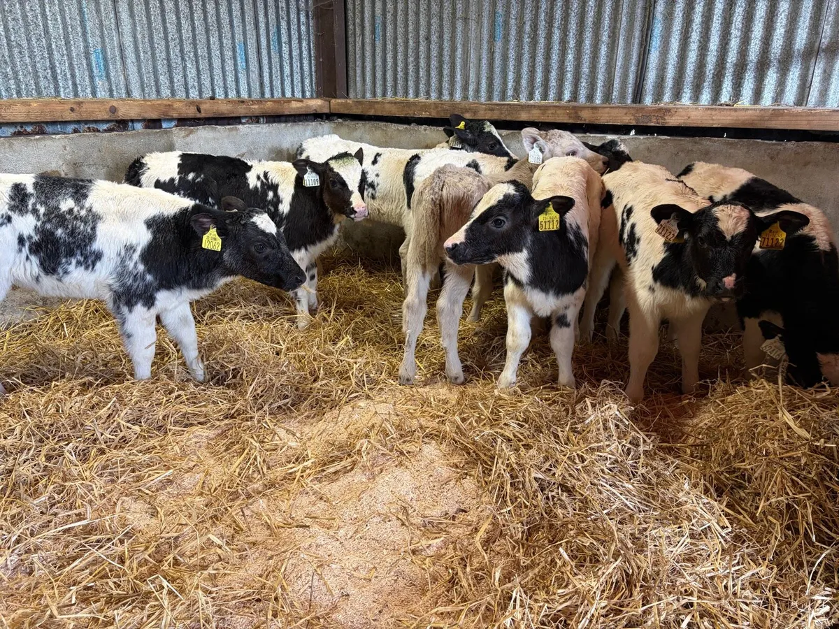 8 Super Belgian Blue Heifer Calf’s For Sale - Image 2