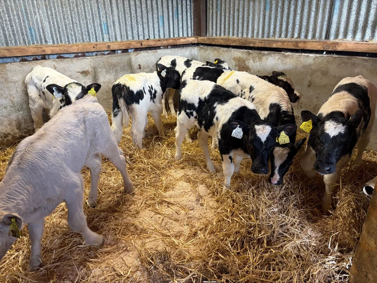 8 Super Belgian Blue Heifer Calf’s For Sale - Image 4