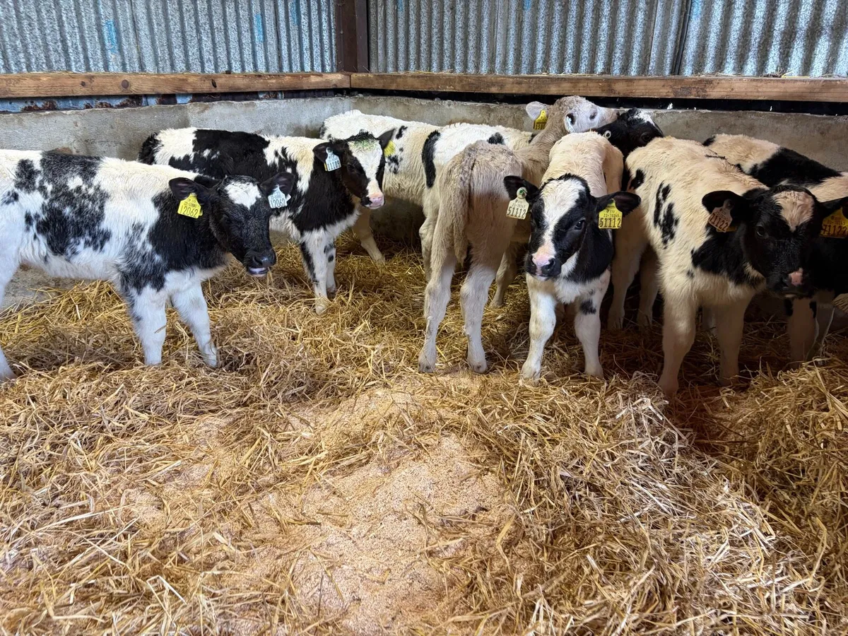 8 Super Belgian Blue Heifer Calf’s For Sale - Image 1