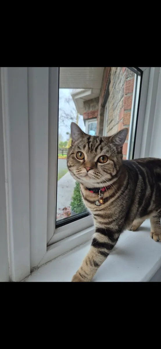 Scottish straight cat - Image 1