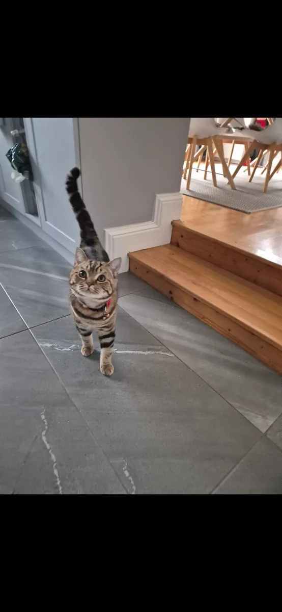 Scottish straight cat - Image 2