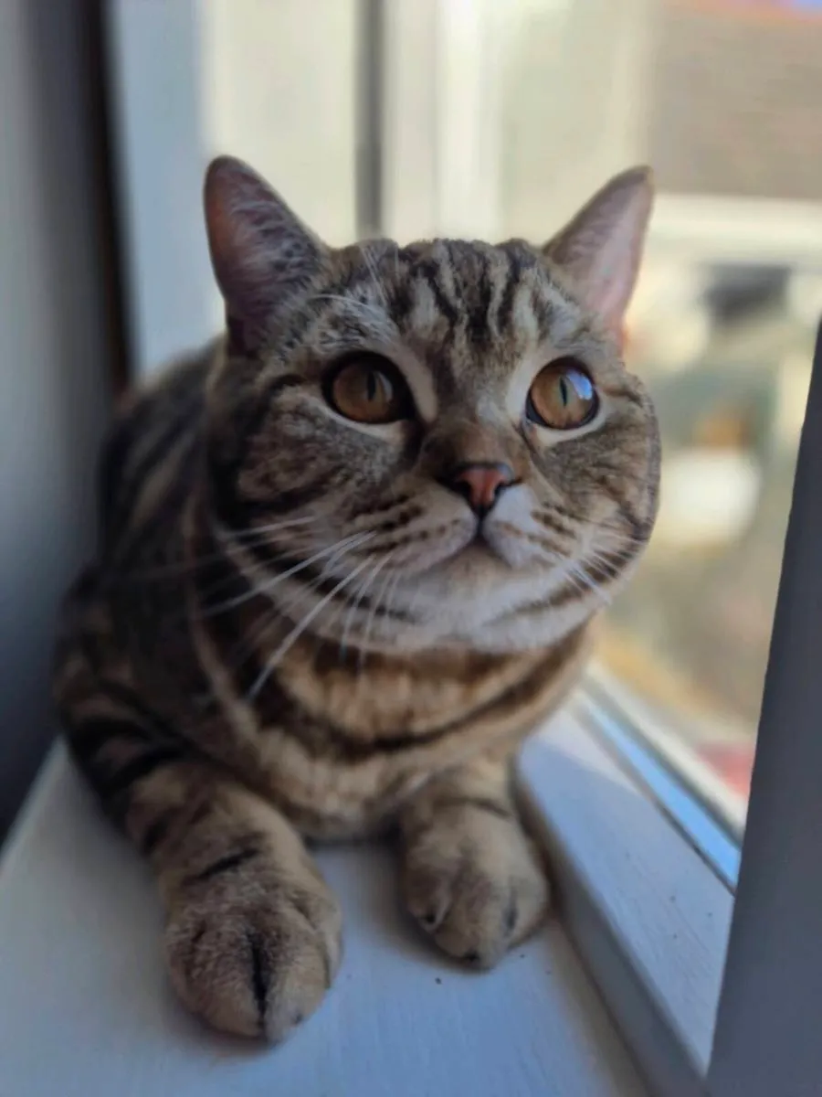 Scottish straight cat - Image 3