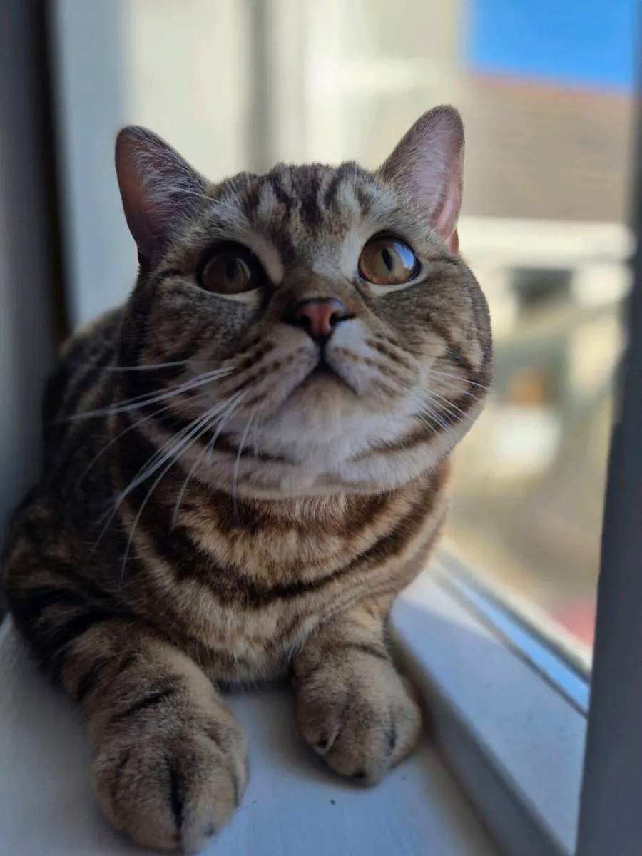 Scottish straight cat - Image 4